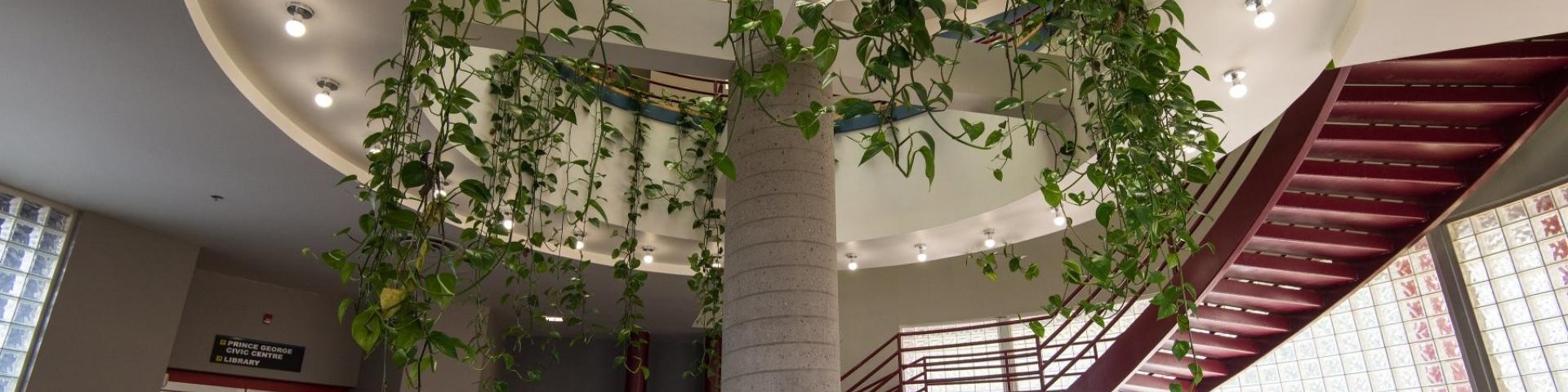 Spiral staircase and ivy hanging from second floor, in the Prince George Conference and Civic Centre lobby area